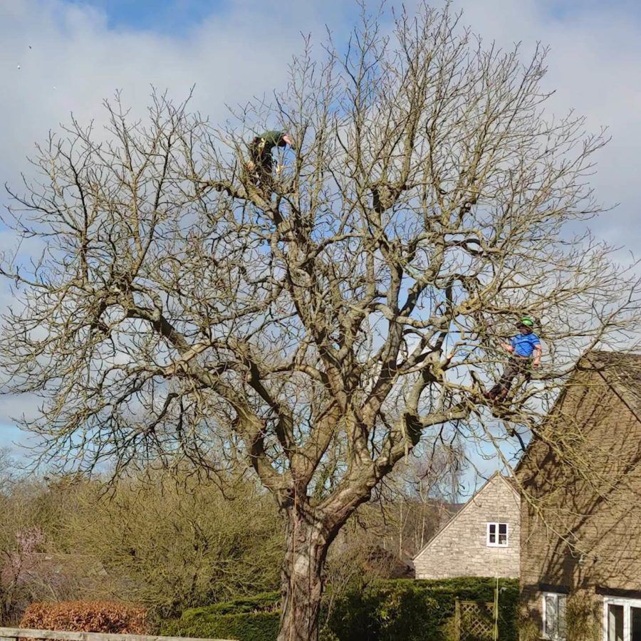 Two men climbing a tree