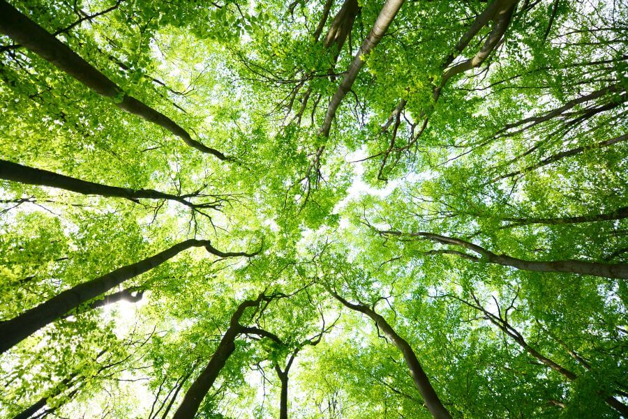 Trees