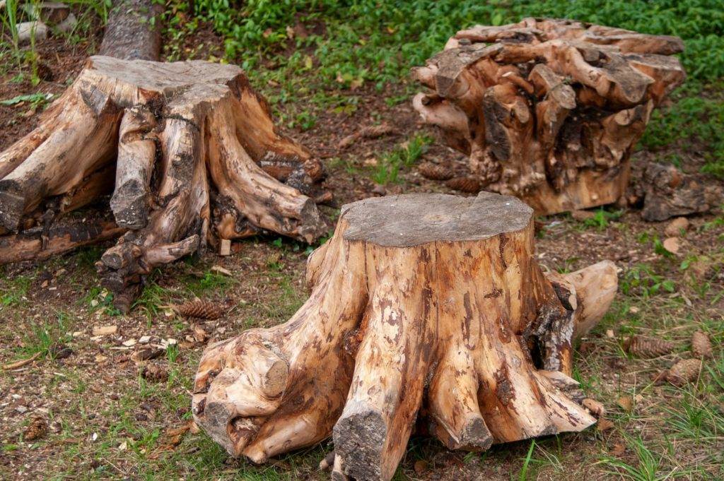Tree stump removal. 3 large tree stumps